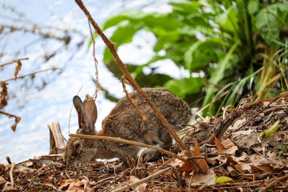 A wild rabbit in a wooded part of the city of Madrid