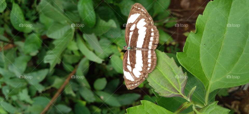 A small butterfly perched on a green leaf