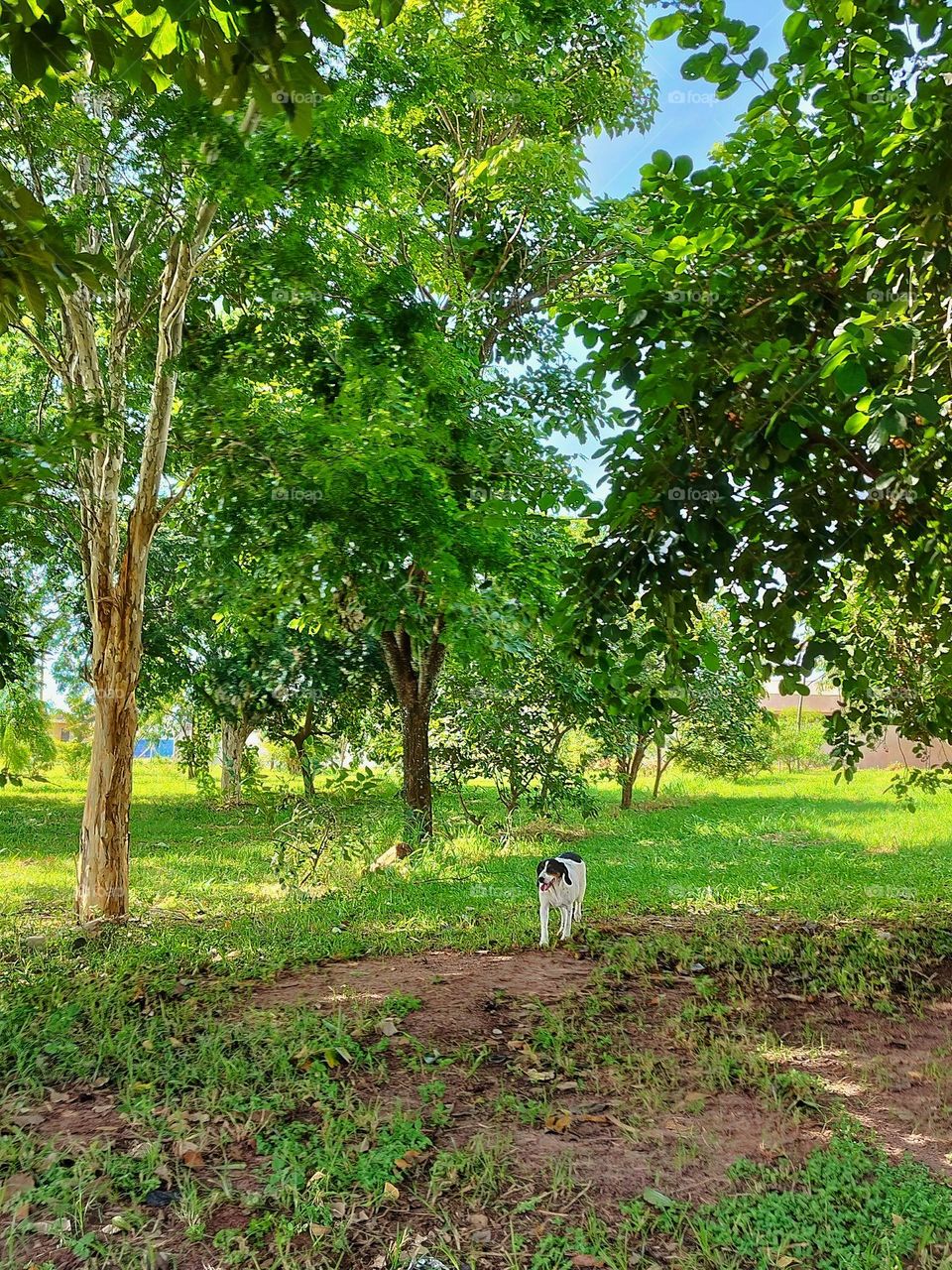 Cachorro feliz passeando tranquilamente pela Natureza coberta pelas sombras das árvores, curtindo um dia de sol!