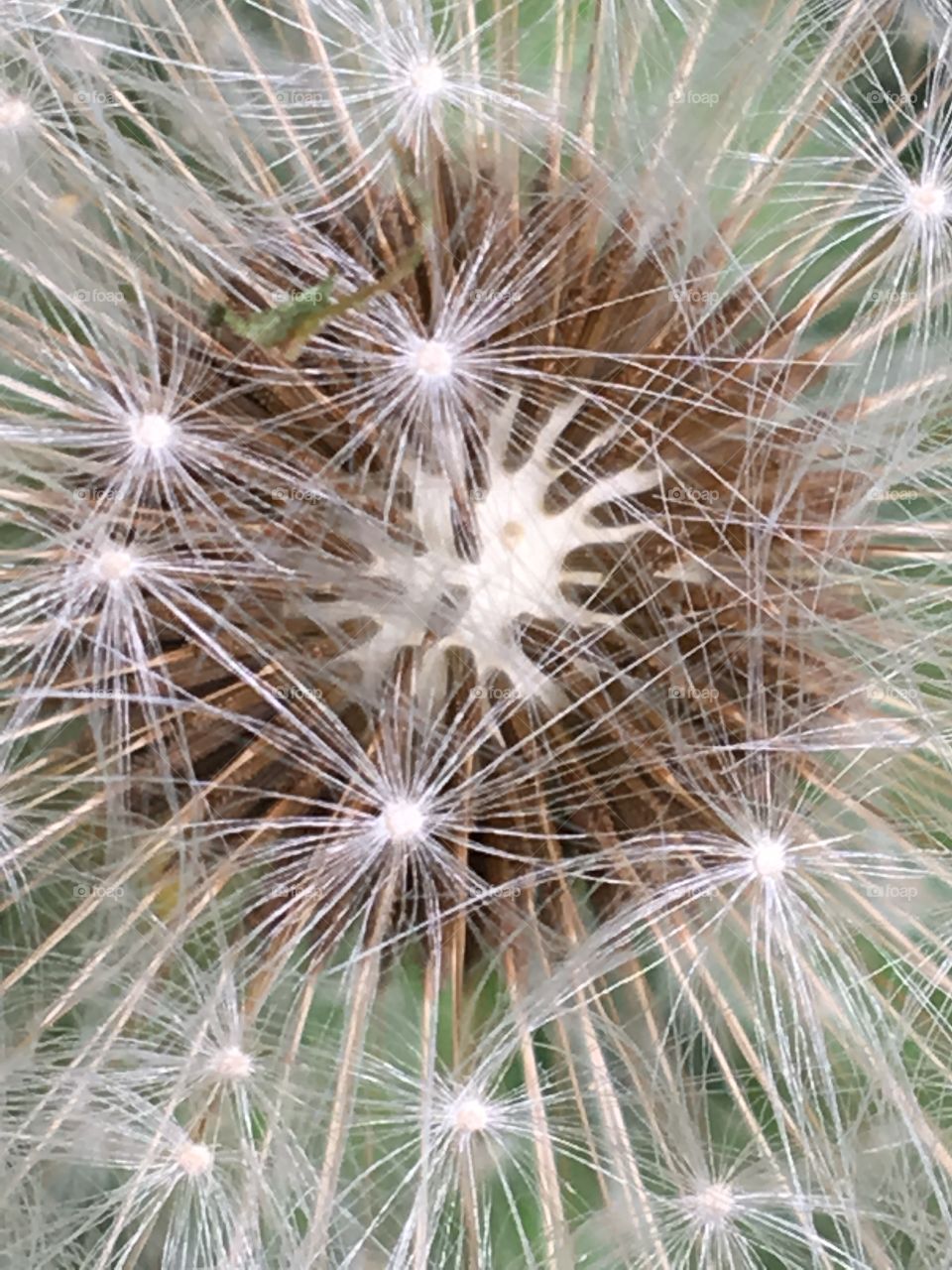 Dandelion seed parachutes - close up 