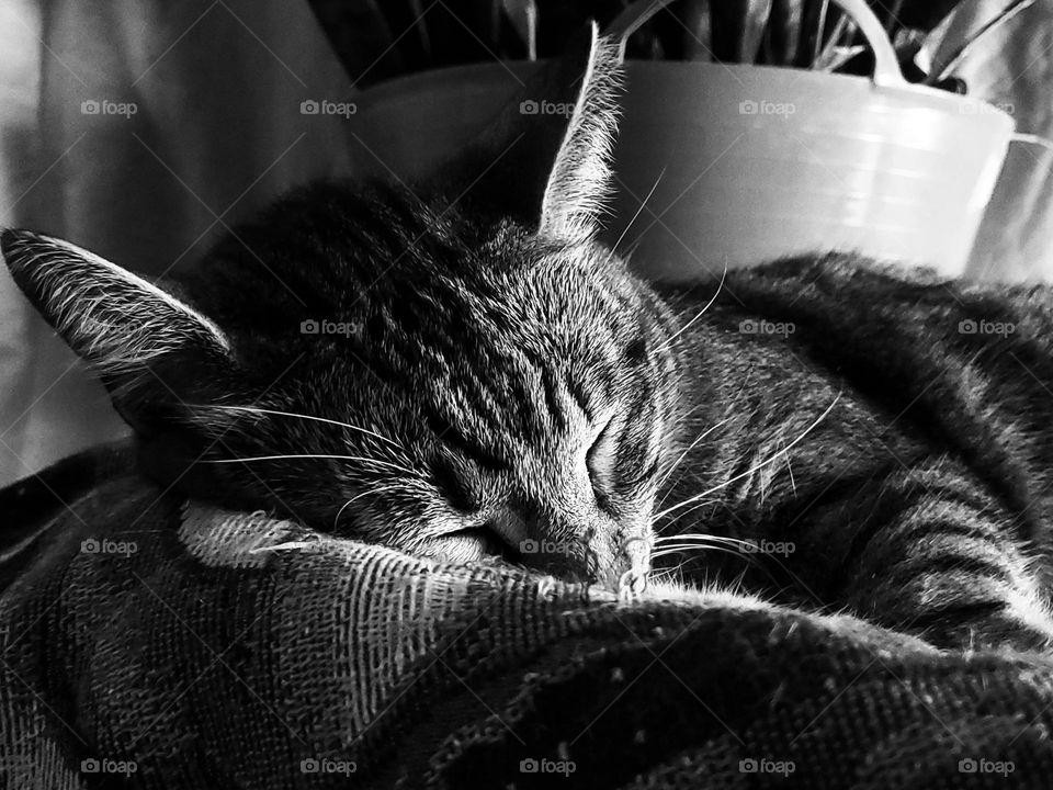 Tenderness-A domesticated tabby sleeping peacefully in black and white.