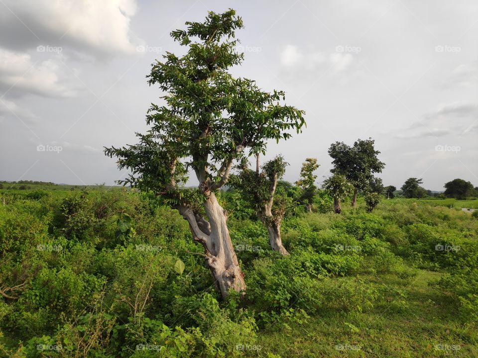 a image of beautiful green forest