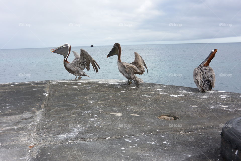 Pelicans