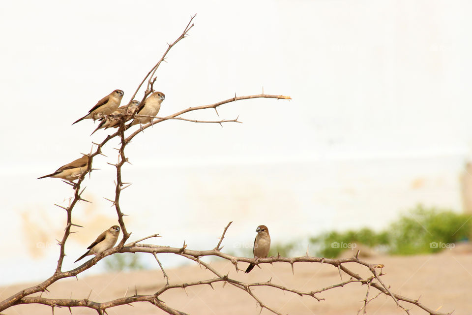 Sparrows on thorns