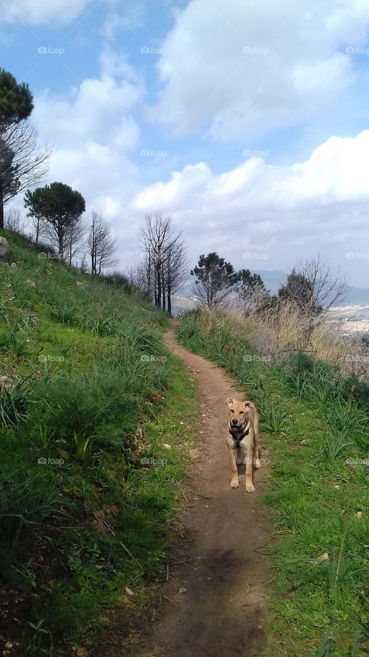 A clair happy dog waits for the owner on a mountain road surrounded by trees. on background there is a Sicilian mountains panorama
