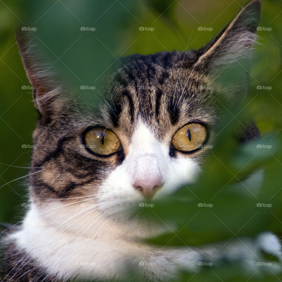A tabby and white cat peeks out from between the leaves