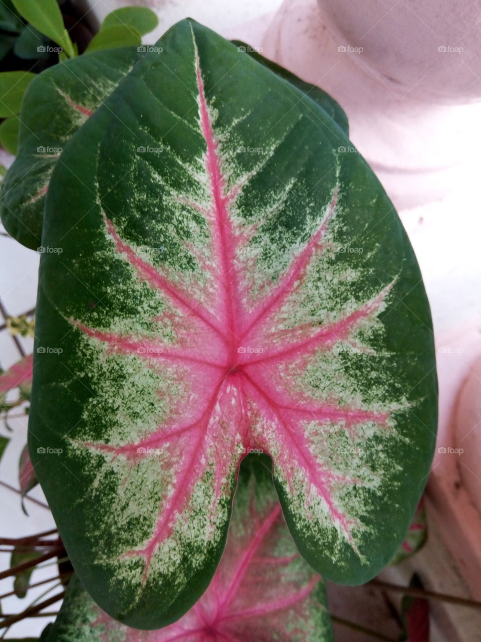 No Person, Leaf, Tropical, Nature, Flora