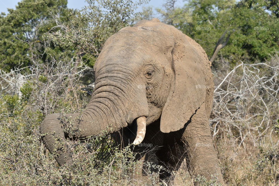 Elephant - Kruger National Park, South Africa