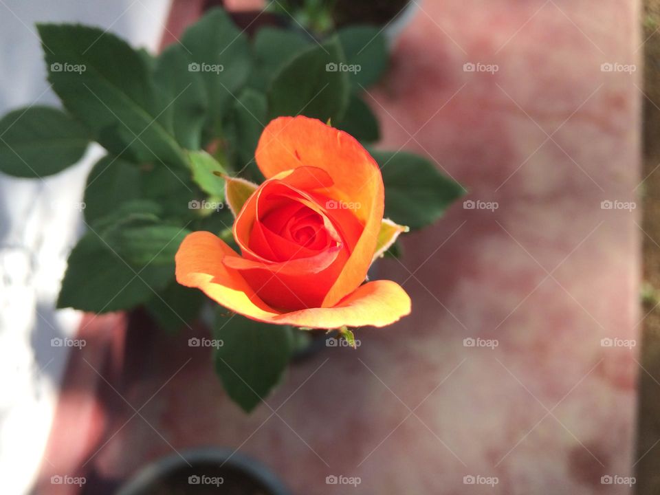 Orange  rose bud
