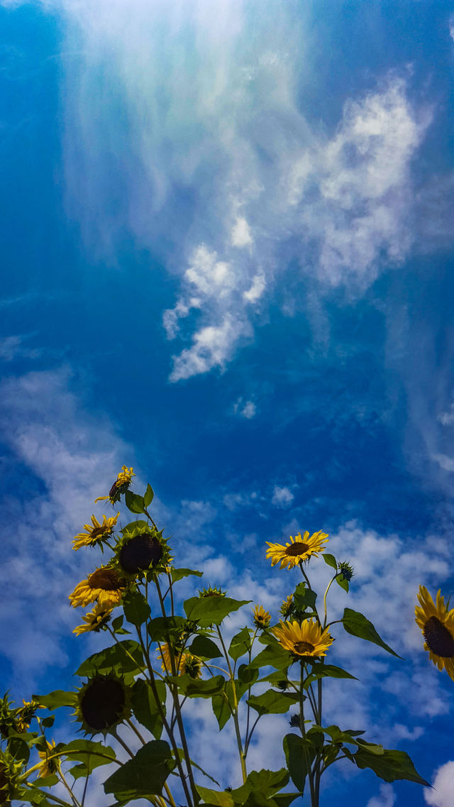 sunflowers against the sky