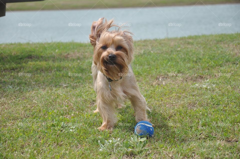 This yorkie loves to play ball!

Drake 