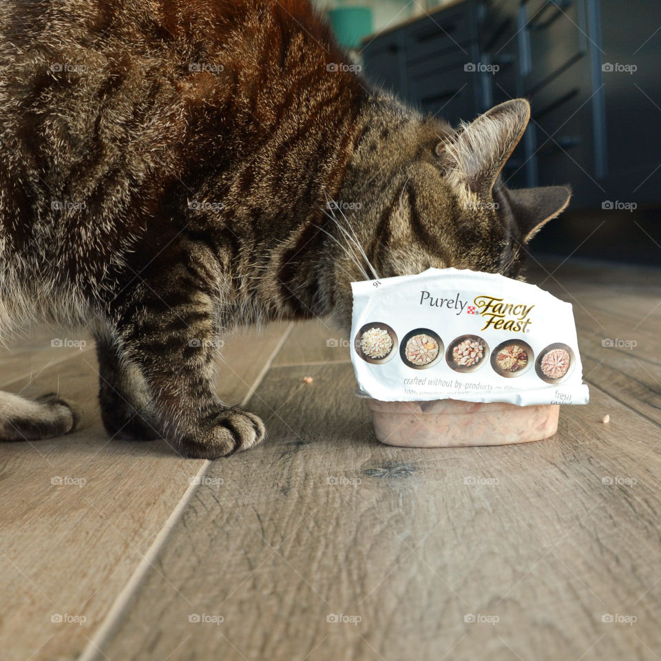 Tabby cat loving Fancy Feast 