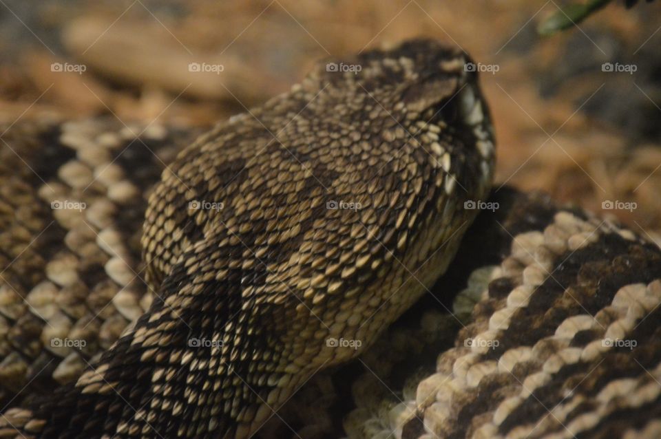 Shake, rattle, & roll. 🐍