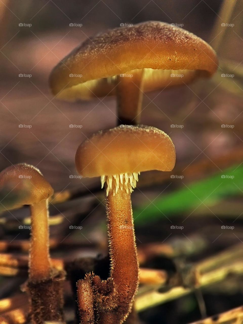 Macro photo of a mushroom growing in the forest