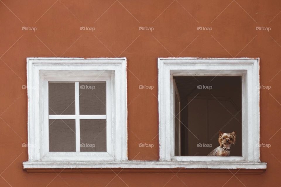 Wooden windows on terracotta wall background.  A dog peeks out in one of the windows.