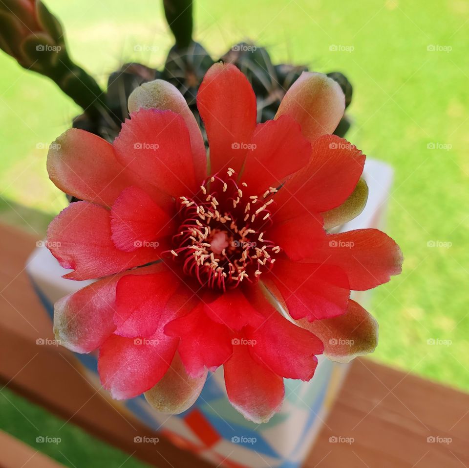 cactus flower