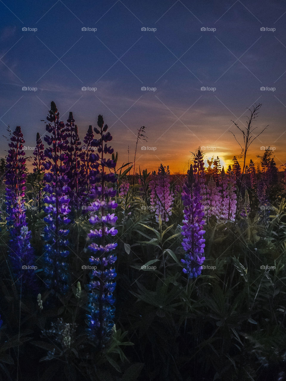 lupine field at sunset