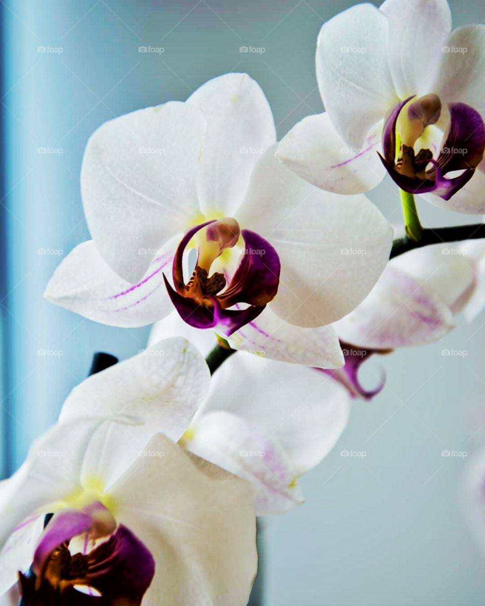 Every flower is a soul blossoming in nature.