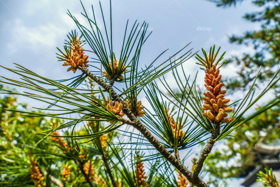 Young pine flowers barely beginning to form on a tree