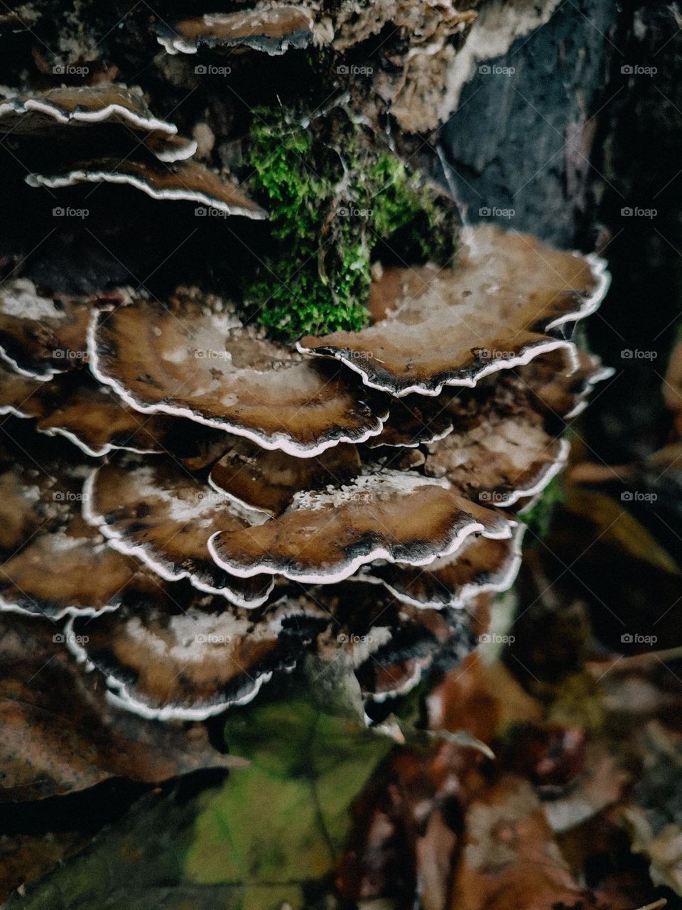 Wild brown polypore mushrooms Bjerkandera adusta family growing on the tree trunk among green moss in the forest