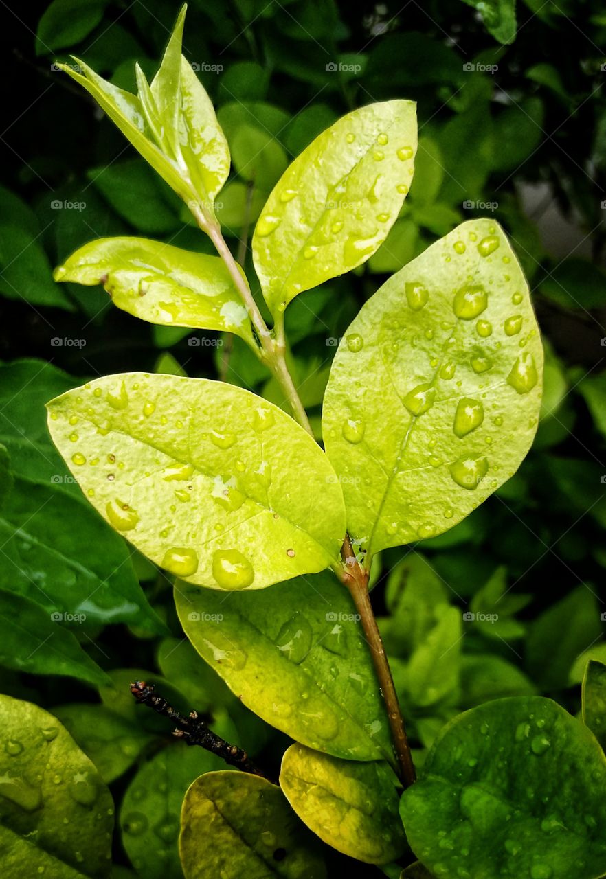 rainy leaves
