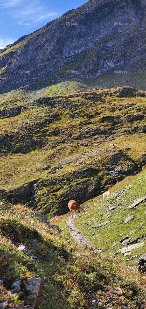 cows in mountains