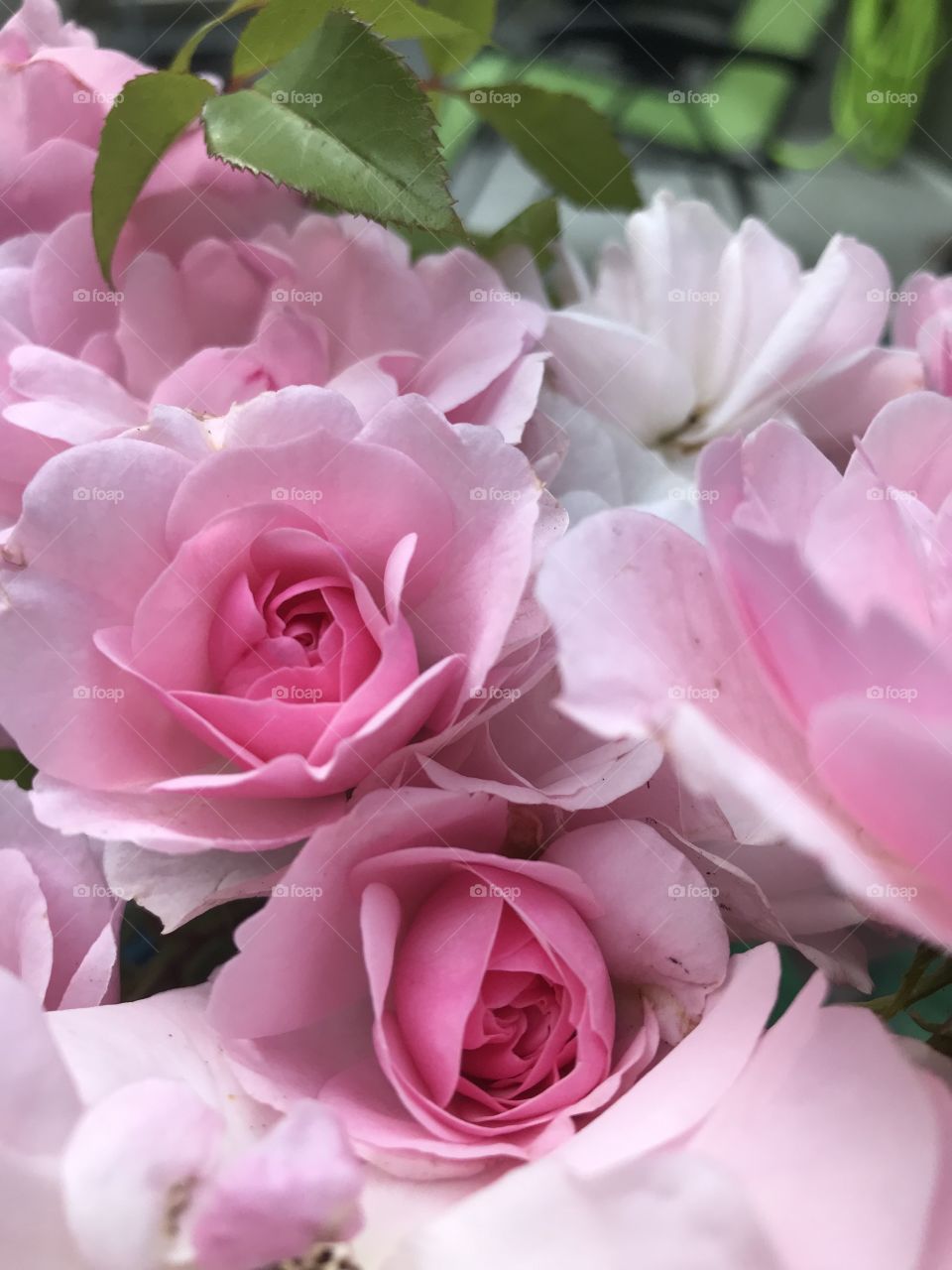 A closeup of some  pale pink roses I cut from my overgrown rosebush. These buds have just opened so the centres are darker pink. I love the varied shades of pink in these beautiful roses & they also have a very delicate & beautiful perfume! 💖