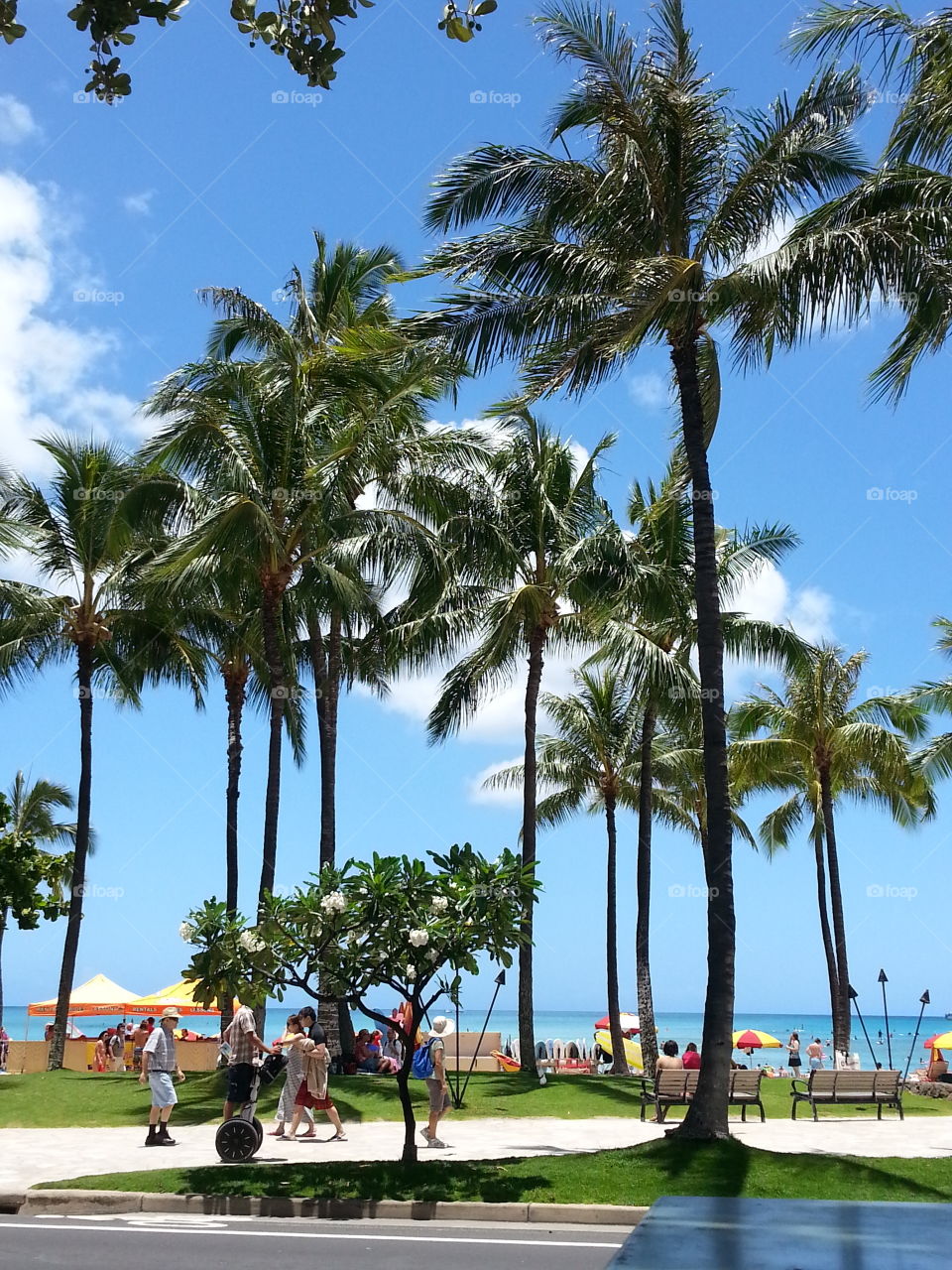 Palm, Tree, Leisure, Resort, Tropical