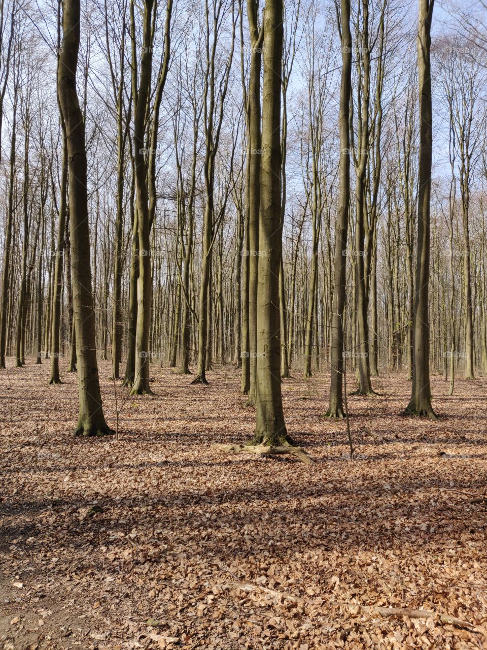 Spring time in Danish forrest