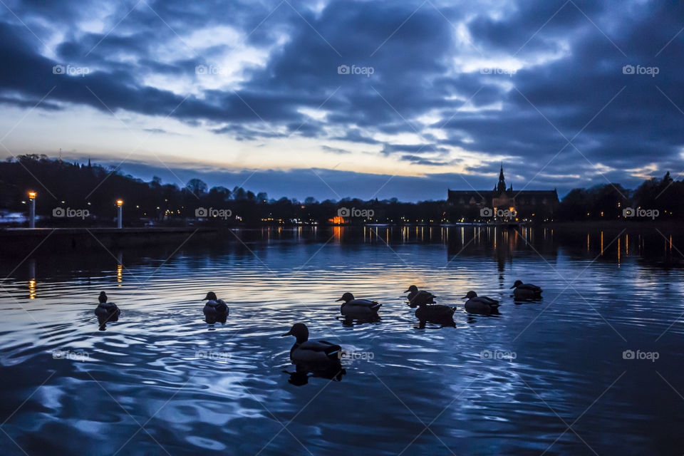 Night ducks swimming in the reflecting water right after sunset in dusk time with dramatic sky and beautiful building and lights in the background