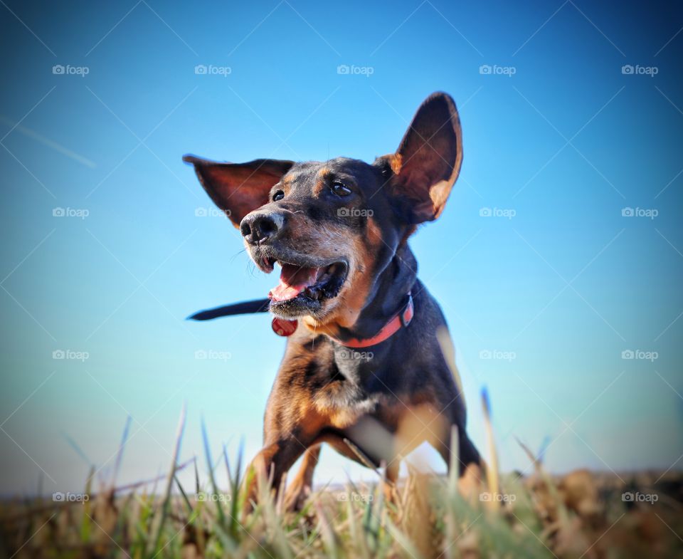 begeisterter, schöner Jagdhund beim Spielen