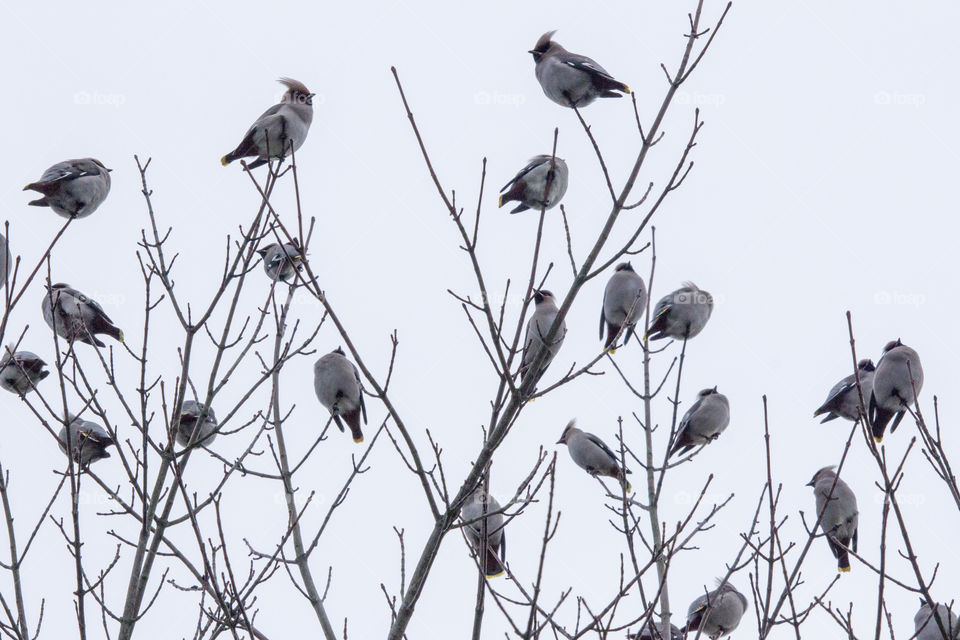 Local wildlife - birds, flock of waxwings