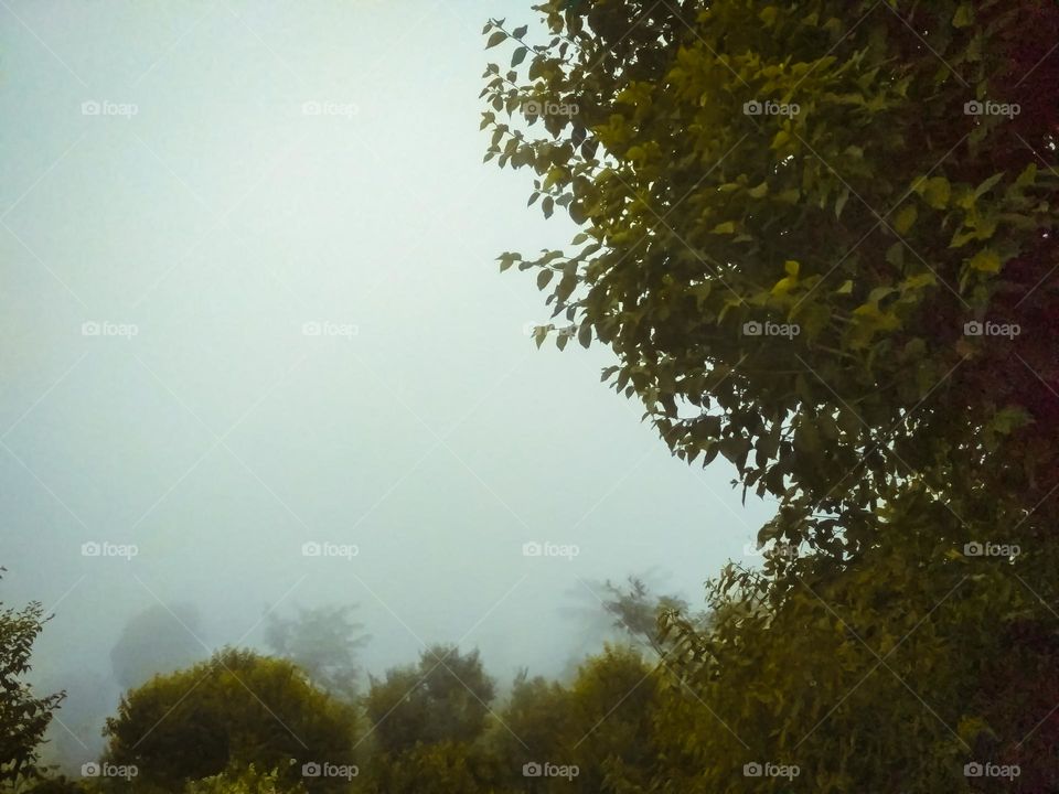 amazing fog in nature