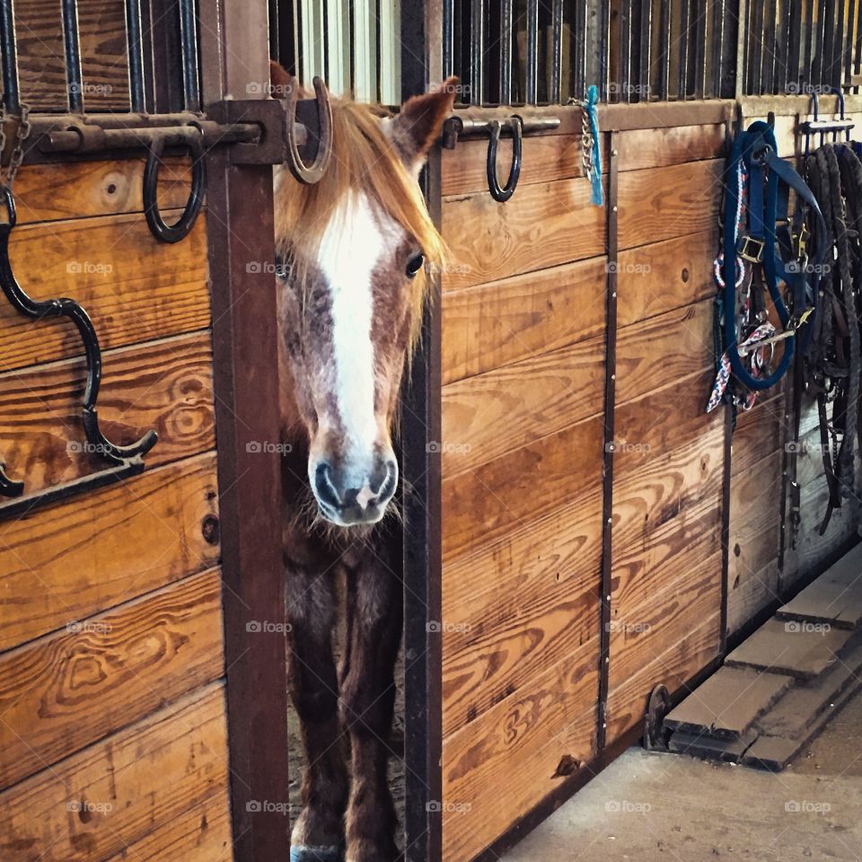 Pony in her stall 