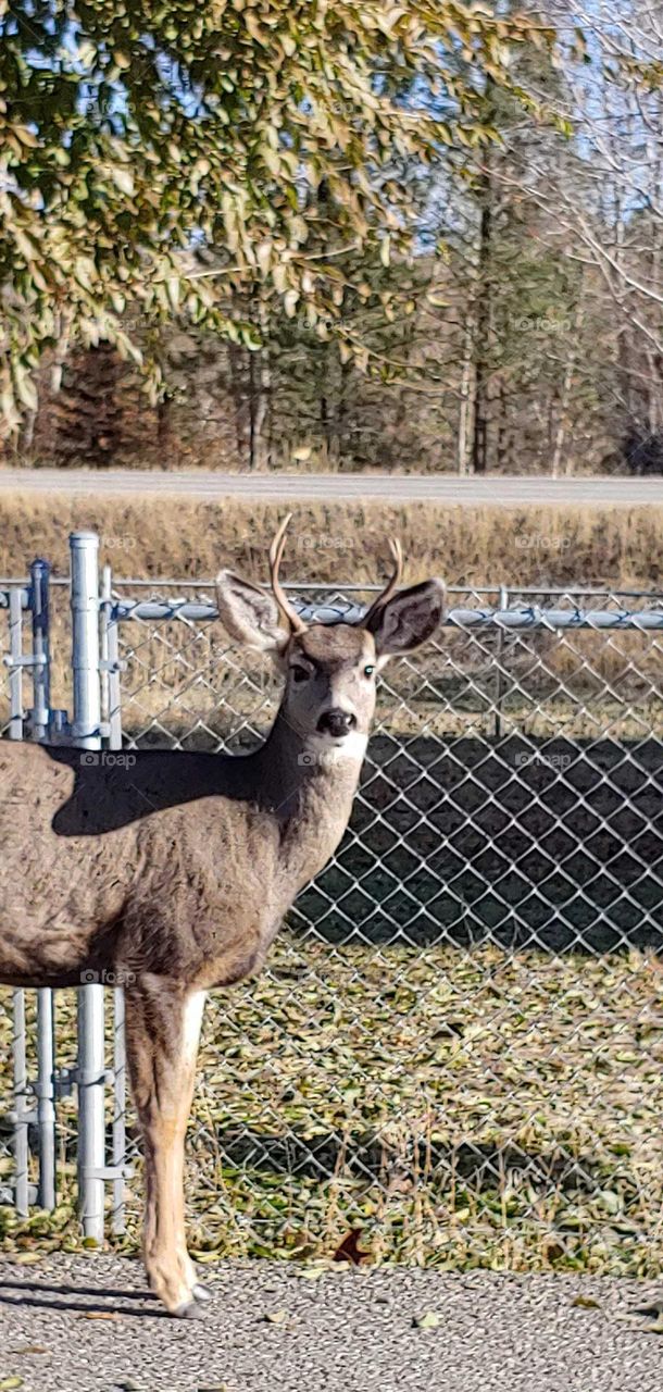 deer in the city