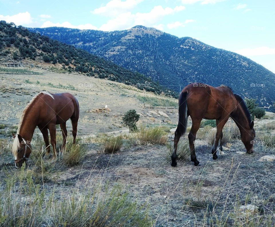 countryside: purebred wild horses.