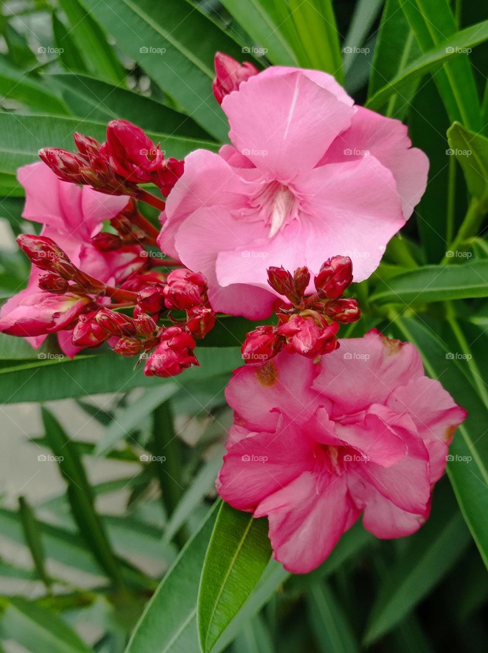 Nerium oleander / laurel rosa