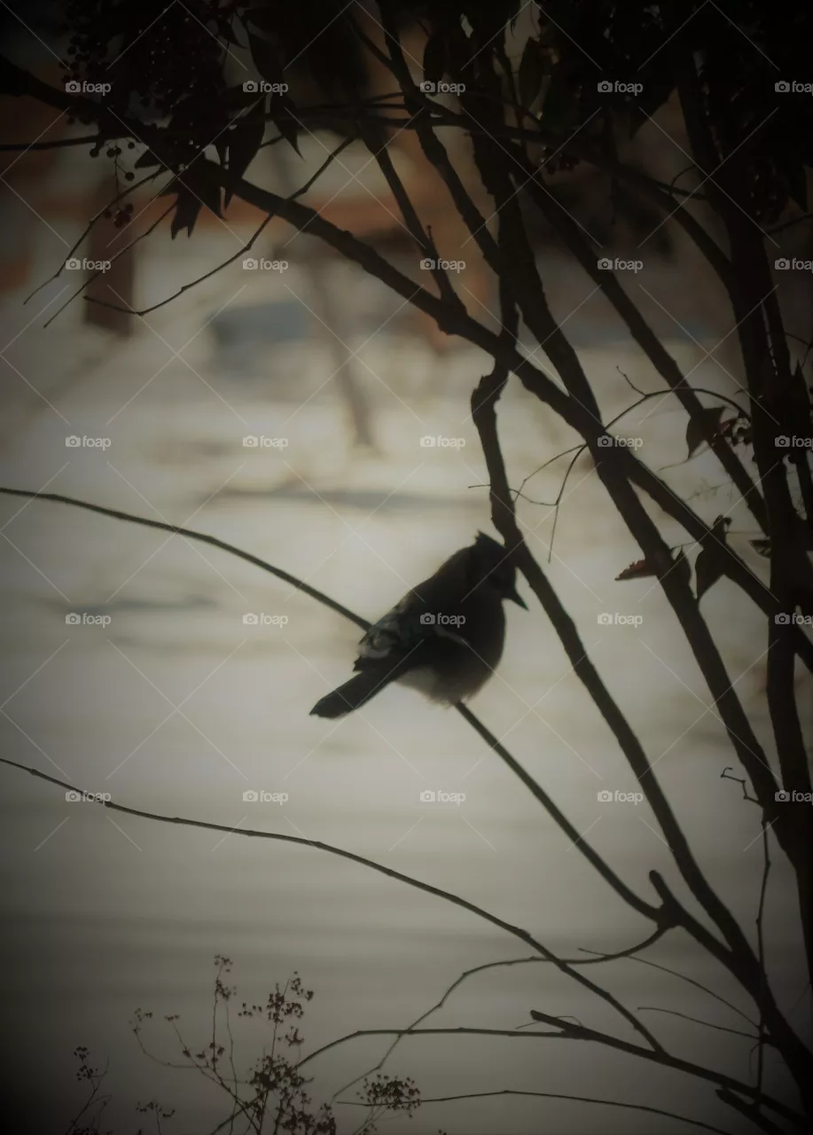 blue jay