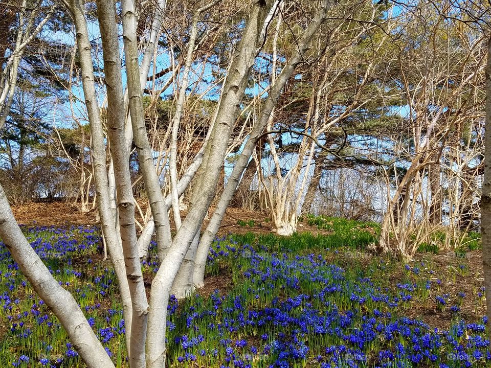 spring flowers