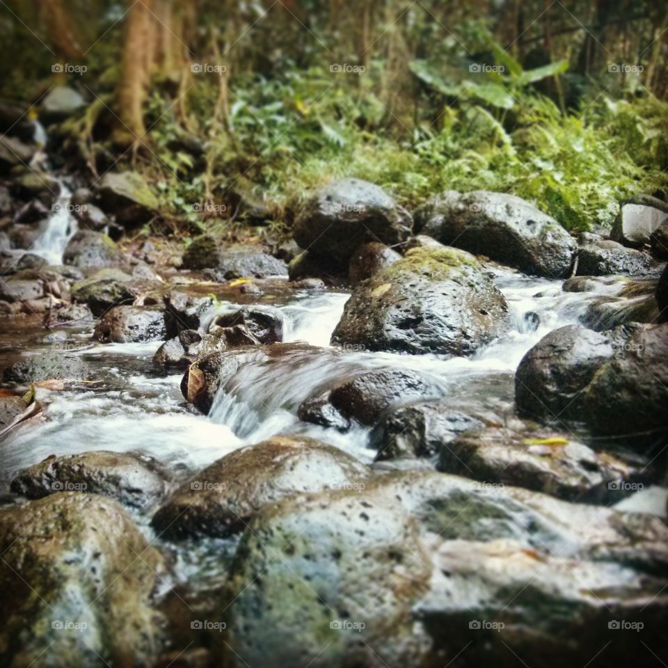 Flowing Water. Beautiful stream along a hike near my home in Hawaii!
