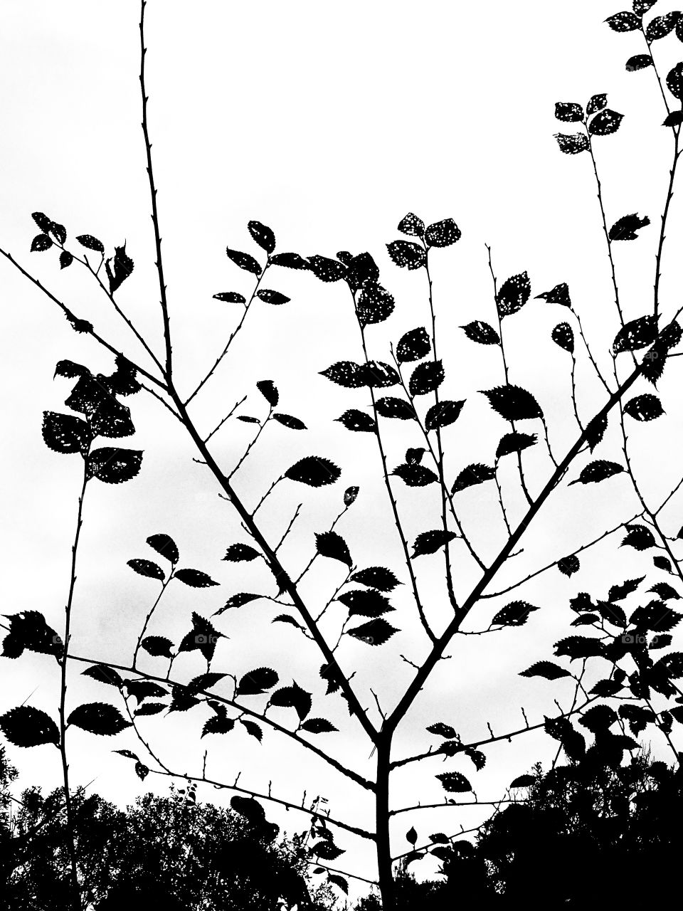 The tree's leaves