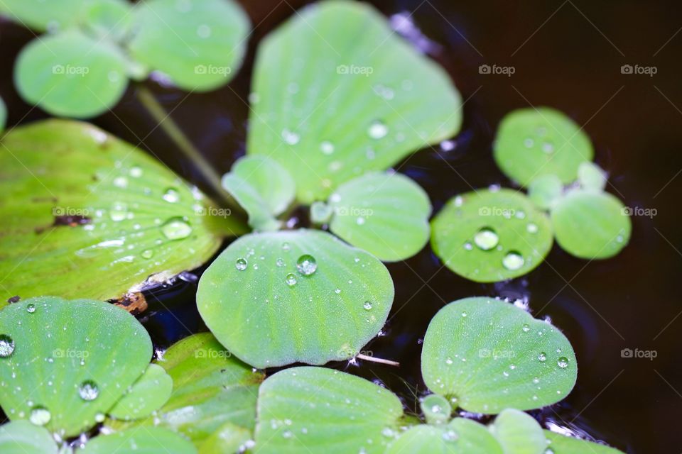 Water Hyacinth Leaves with Water Drops