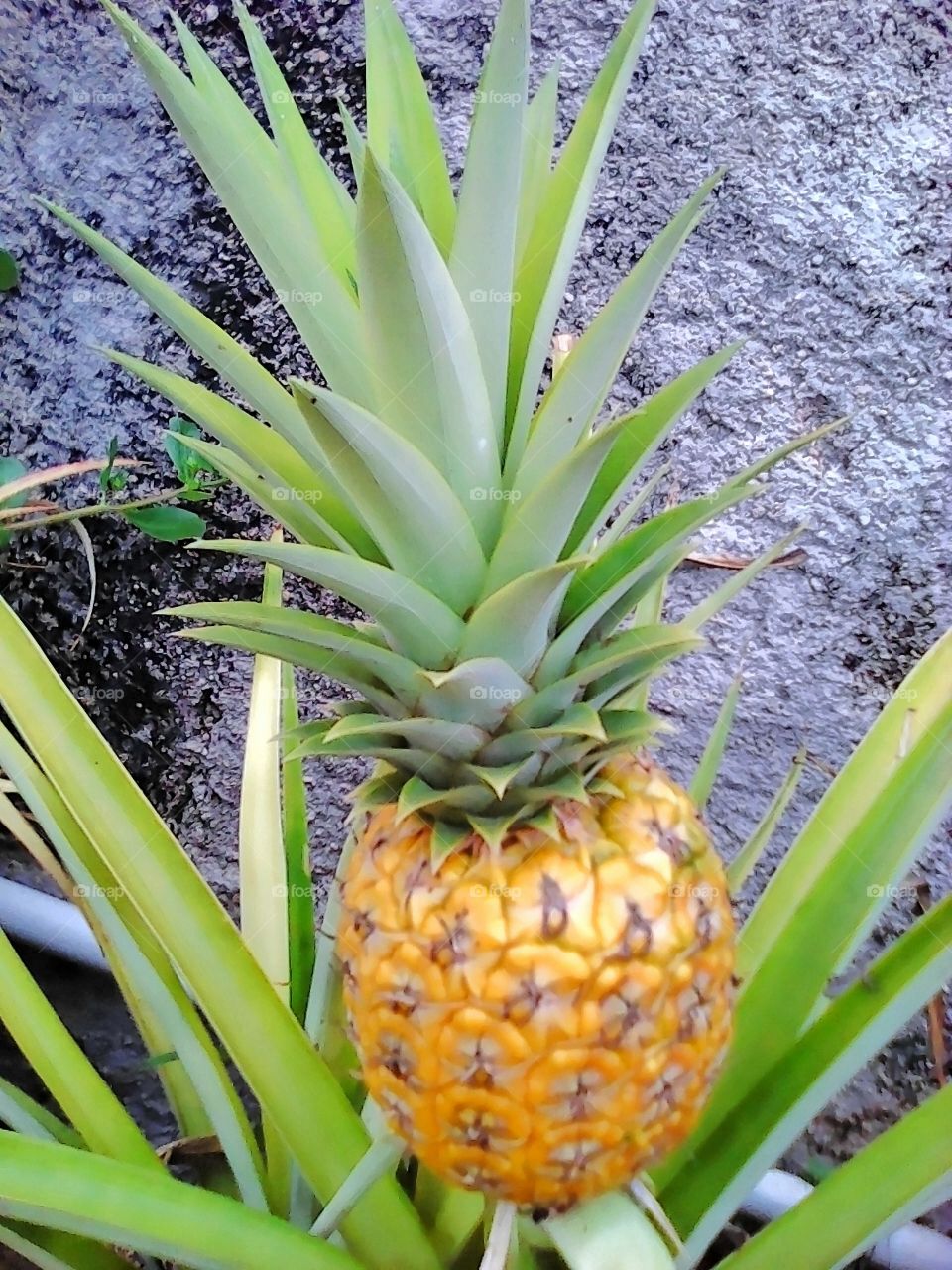 Potted Pineapple