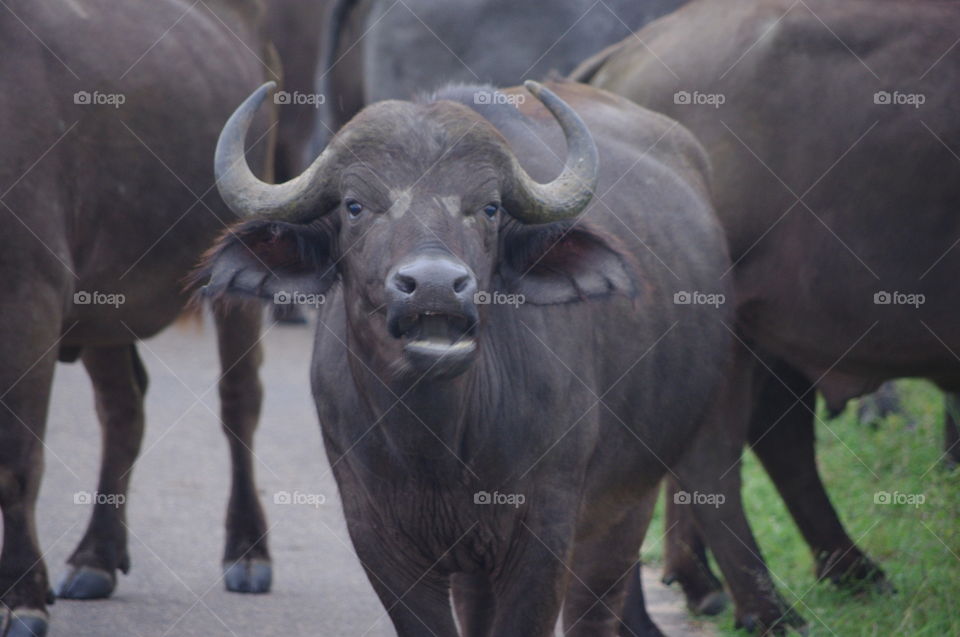 South African buffalo