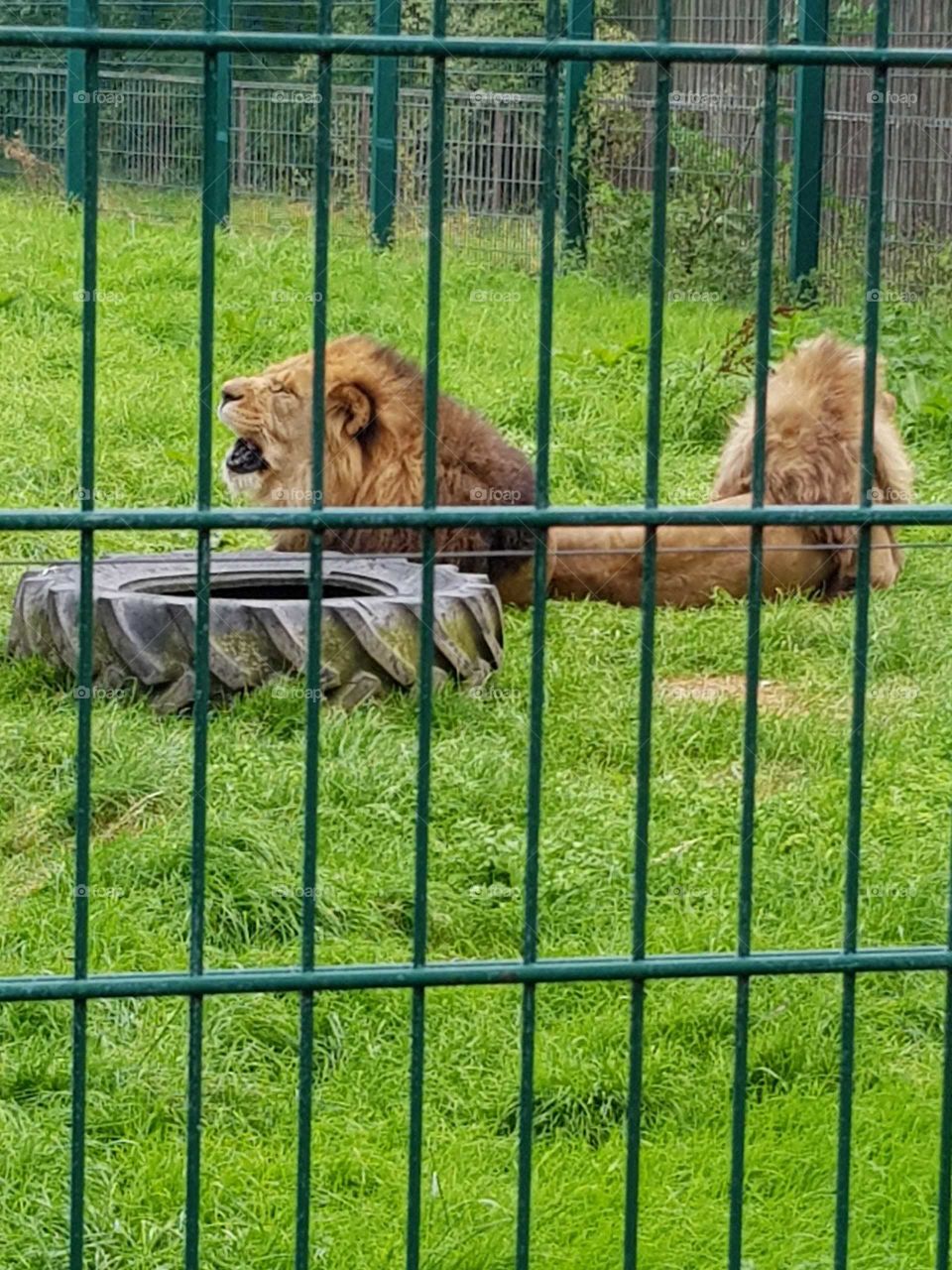 Lion At The Zoo