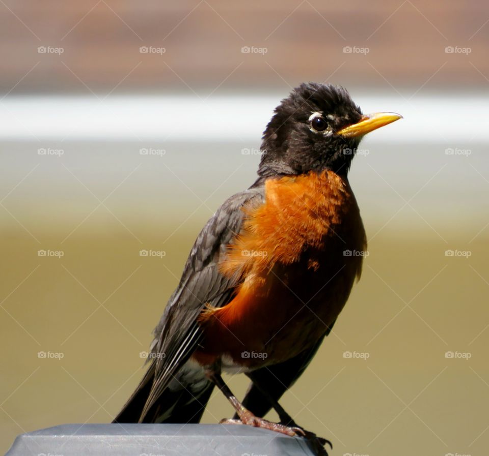 Young American Robin