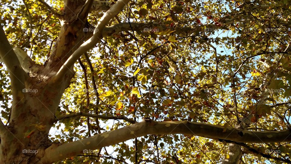 Among the branches. At work