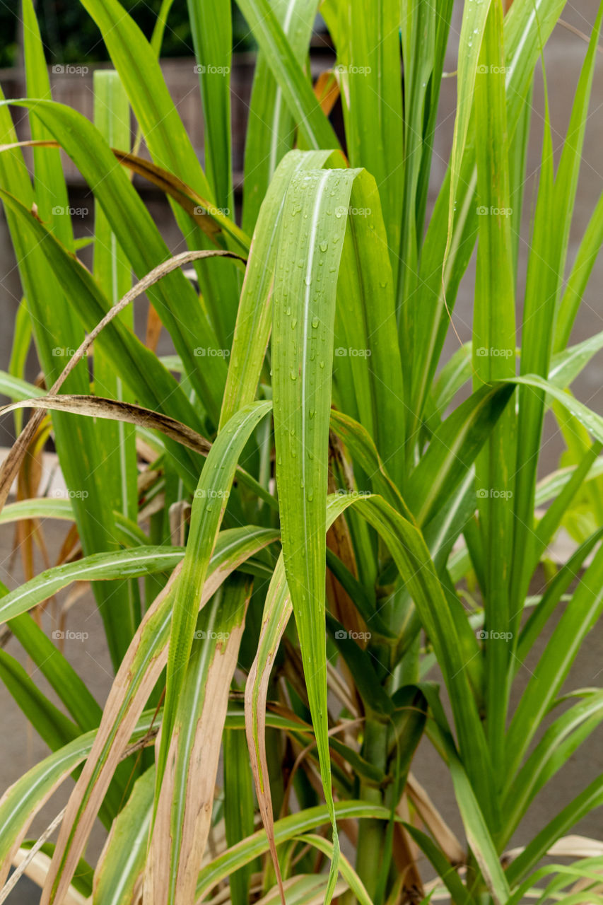 Water drop on Sugarcane leaves at early morning