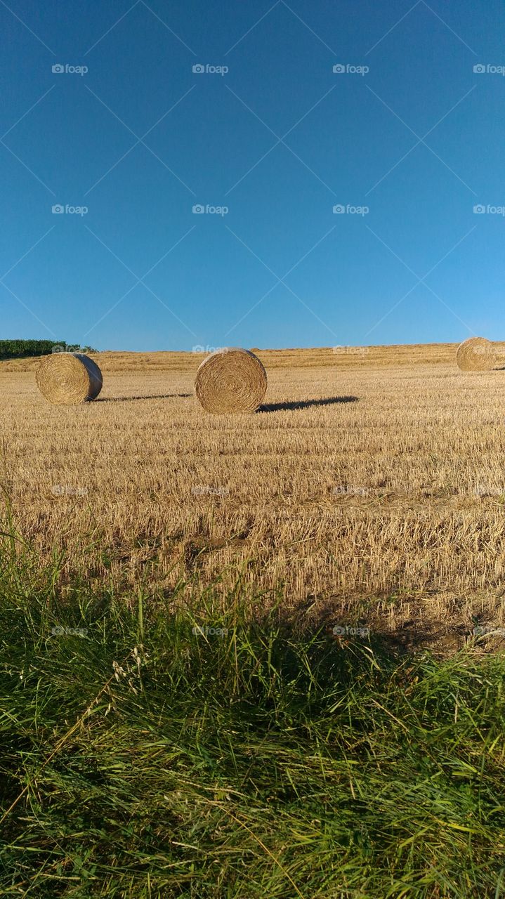 straw.field. Italy.