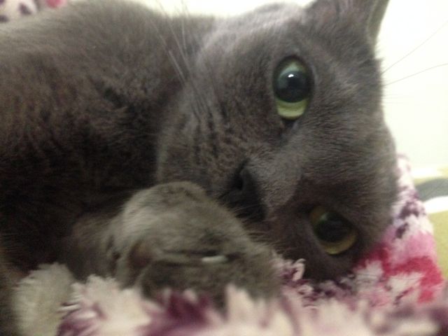Samira the cat 